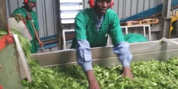GOVERNOR LALONG SIGNS MOU ON ESTABLISHMENT OF TEA FACTORY IN PLATEAU