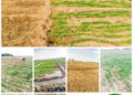 Langtang North LGA Launches Barley Production to Boost Food Security and Attract Agribusiness Investment