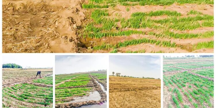 Langtang North LGA Launches Barley Production to Boost Food Security and Attract Agribusiness Investment